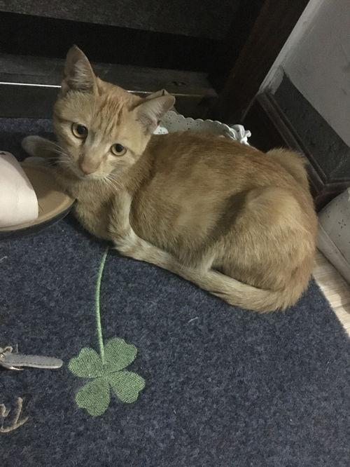 91快猫,揭秘高效便捷的生活服务新体验